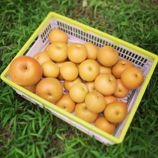 ay様購入決定茨城県訳あり梨あきづき(7キロ)