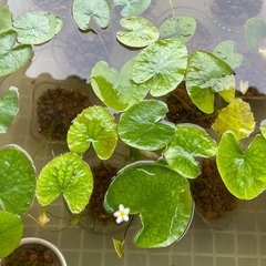 🐸🍀ビオトープ用水生植物 １株¥100円🍀即日対応❣️