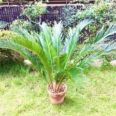 大きな観葉植物②  蘇鉄 (そてつ)