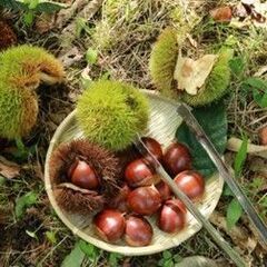 【横浜港北】秋満喫！食欲の秋フェア～栗拾い体験～｜2022年10月10日(月祝)の画像