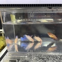 ベタ　幼魚　5匹セット