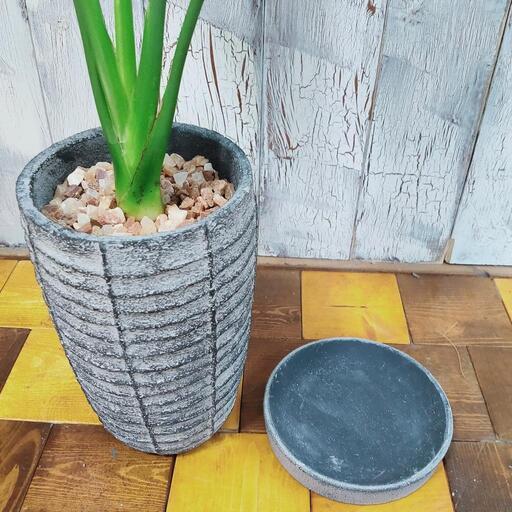 観葉植物】 ストレリチア レギネ 受皿付 − 東京都