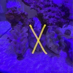 ヒメシャコガイ　海水魚　サンゴ