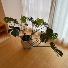 モンステラ　観葉植物　