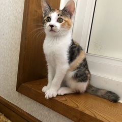 子猫の里親さんを募集しています − 岩手県