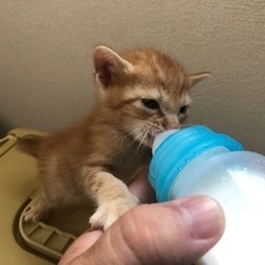 茶トラの子猫、1ヶ月くらい？