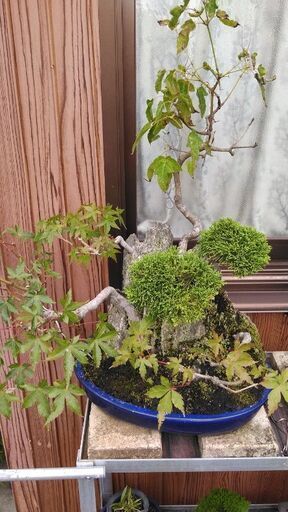 紅葉や、松？その他寄せ植え