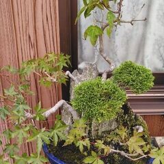 紅葉や、松？その他寄せ植え