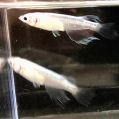 【お譲り先決まりました】青蝶メダカの稚魚　１０匹＋α   9/23