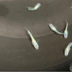 サファイアメダカの稚魚5匹