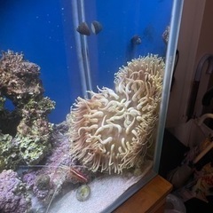 ロングテンタクル その他の中古が安い 激安で譲ります 無料であげます ジモティー