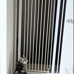 猫ちゃん脱走防止