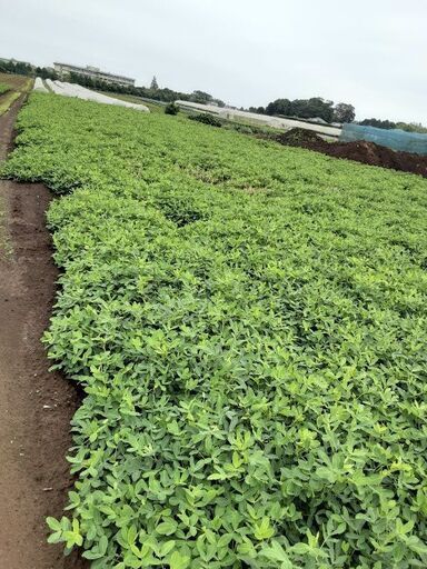 茹で落花生　おおまさりネオの生10キロ❗
