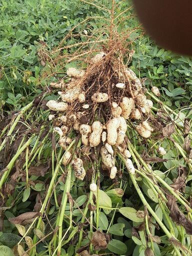 茹で落花生用 新品種おおまさりネオ20キロ❗