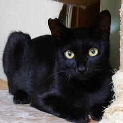 黒猫の男の子！里親募集中です。