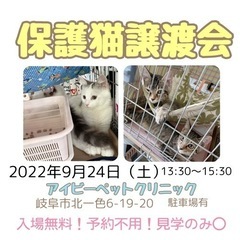 岐阜市北一色🤍本日13時30分〜保護猫譲渡会