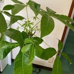 観葉植物　パキラ　（1メートルくらいあります）