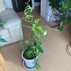 観葉植物①