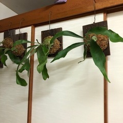 ビカクシダ　コウモリラン　壁掛け　吊り下げ　苔玉　観葉植物