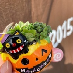 ハロウィン多肉 陶器