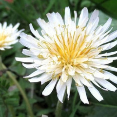 白花タンポポ