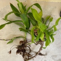 植物と混ぜる軽石をセットで差し上げます⭐︎