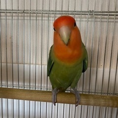 大阪府のコザクラインコの里親募集 無料であげます 譲ります ジモティー