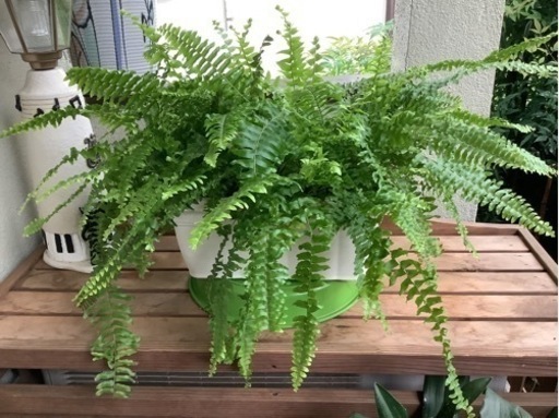 ボストンタマシダ（観葉植物）1