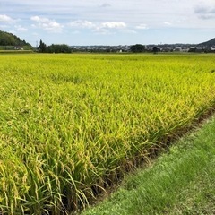 農家のこだわり有機肥料米　新米コシヒカリ　30キロ