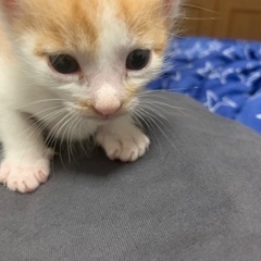 保護した子猫♂2匹(生後１ヶ月半) − 愛媛県