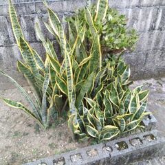サンスベリア　観葉植物
