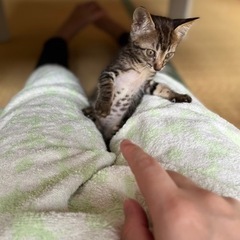 生後1か月　子猫　キジトラ − 福岡県