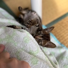 生後1か月　子猫　キジトラ - 猫