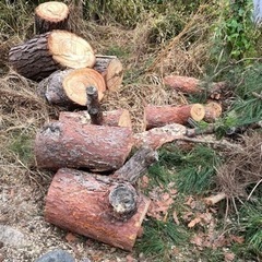 松の木　輪切り　薪や加工に　イチイの丸太もあります