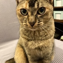 【トライアル決定】美猫　メス　３歳　アビシニアン系雑種