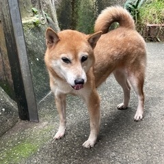 ブリーダーさんが高齢化で病気の為に飼育困難になり里親に出します