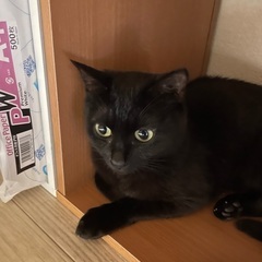 再投稿です( .. )黒猫さん 推定2歳‪⸜♡⸝‍‬ - 熊本市