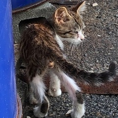 再投稿です。オスの野良子猫の里親さん探してます。 − 群馬県