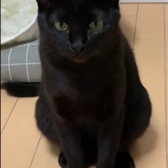 人が大好きな１歳の黒猫🐈‍⬛の女の子