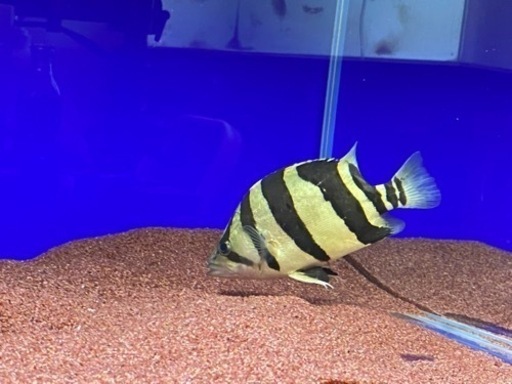 ダトニオ リアルバンド スマトラ産