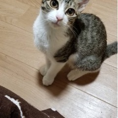 猫初心者でも飼いやすい性格