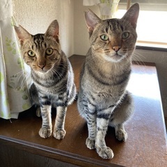 シンガプーラとアメシヨー柄の猫