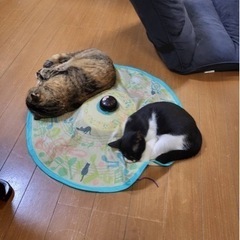 3ヶ月の子猫の里親募集 - 猫