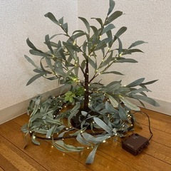 電飾付き 観葉植物 オリーブ