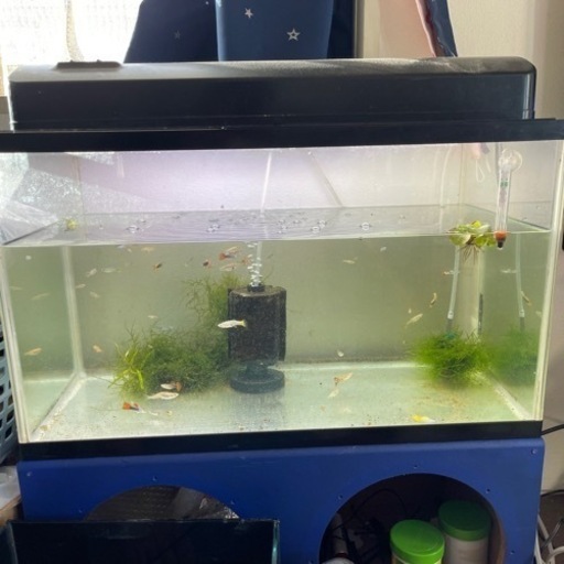 生体と60cm水槽セット