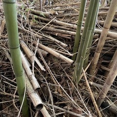竹の廃材