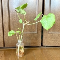 【お取引中】フィカスウンベラータ　大1本 小2本セット　観葉植物...