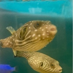 お取引中　サザナミフグ　シマモヨウフグSサイズ　海水熱帯魚　受け...