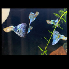 国産ブルーグラス グッピー3ペア ユミ 福岡のその他の中古あげます 譲ります ジモティーで不用品の処分