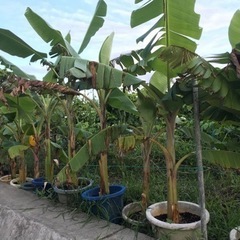 バナナの苗　各種